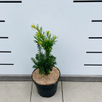 Tis obyčajný (Taxus x media) ´FARMEN´ - výška 20-30 cm, kont. C2L